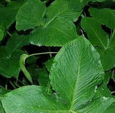 dreizählige Pinellie - Pinellia tripartita