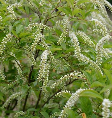 Rosmarinweide Henrys Garnet 30-40cm - Itea virginica