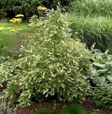 Rosmarinweide Merlot 30-40cm - Itea virginica