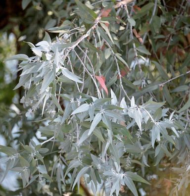Echter Eukalyptus France Bleu® 40-60cm - Eucalyptus gunnii
