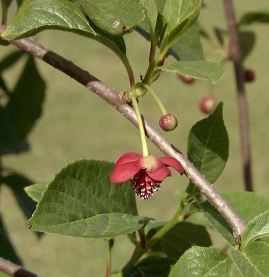 Chinesische Spaltkörbchen 30-40cm - Schisandra chinensis