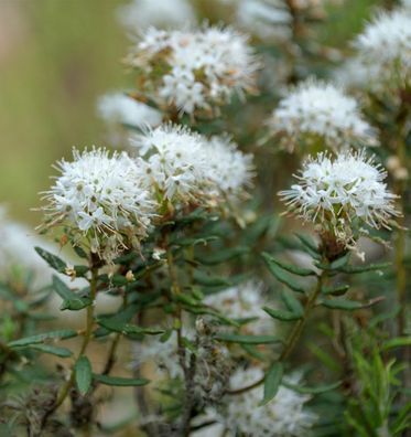 Sumpfporst 30-40cm - Ledum palustre