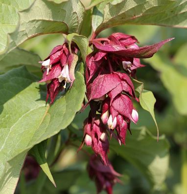 Karamellstrauch Purple Rain 40-60cm - Leycesteria formosa
