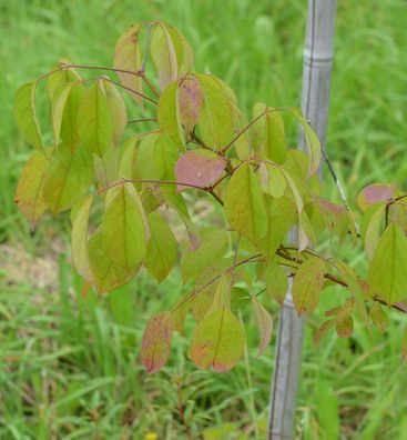 10x Echte Rebhuhnbeere 10-15cm - Mitchella repens