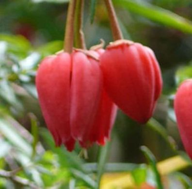 Laternenbaum 20-30cm - Crinodendron hookerianum