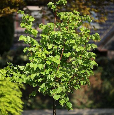 Hochstamm Winter Linde Orange 40-60cm - Tilia cordata