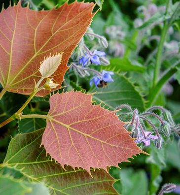 Hochstamm Henrys Linde 40-60cm - Tilia henryana