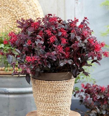 Riemenblüte Black Pearl 40-60cm - Loropetalum chinense