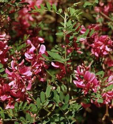 Falscher Indigostrauch 60-80cm - Indigofera heterantha