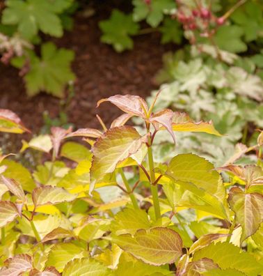 Karamellstrauch Golden Lanterns 40-60cm - Leycesteria formosa