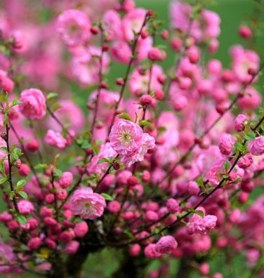 Mandelbäumchen Rosenmund 40-60cm - Prunus triloba