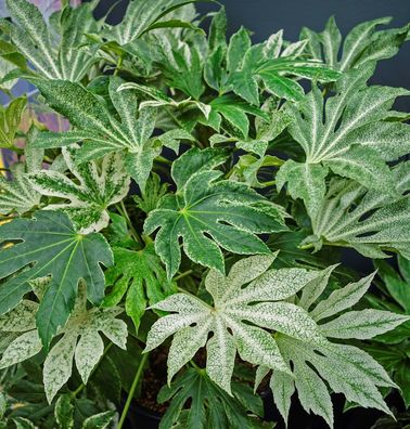Japanische Fingerpflanze Spiders Web 20-30cm - Fatsia japonica