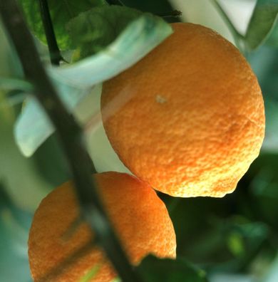 Volkamer-Zitrone 30-40cm - Citrus volkameriana