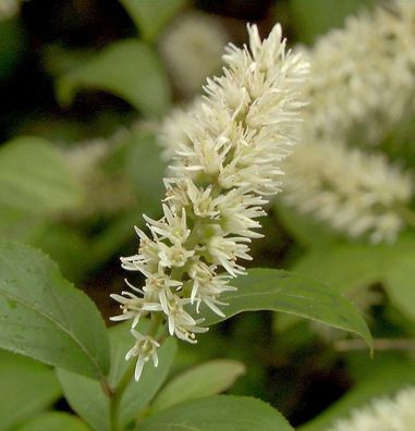 Rosmarinweide 30-40cm - Itea virginica