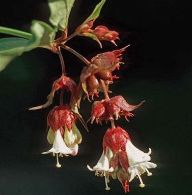 Karamellstrauch 60-80cm - Leycesteria formosa