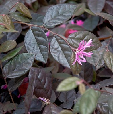 Riemenblüte Fire Dance 40-60cm - Loropetalum chinense
