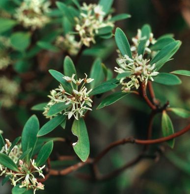 Tasmanischer Bergpfeffer 40-60cm - Drimys lanceolata