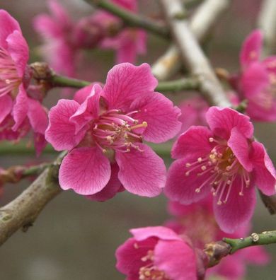 Hochstamm Japanische Aprikose Beni chi dori 100-125cm - Prunus mume