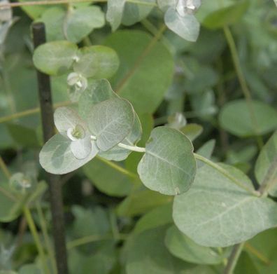 Echter Eukalyptus 60-80cm - Eucalyptus gunnii