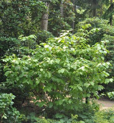 Chinesischer Wachsstrauch Hartlage Wine 60-80cm - Sinocalycanthus raulstonii