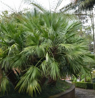 Chinesische Hanfpalme 60-80cm - Trachycarpu fortunei