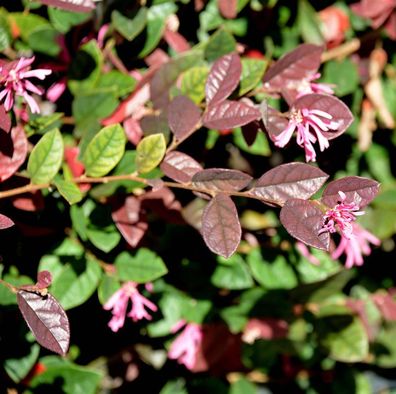 Hochstamm Riemenblüte Pipas Red 80-100cm - Loropetalum chinense