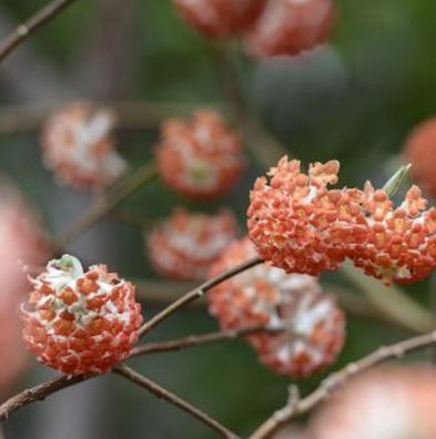 Japanischer Papierbusch Red Dragon 30-40cm - Edgeworthia chrysantha