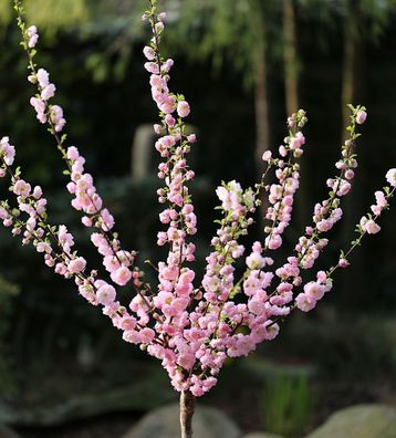 Hochstamm Mandelbäumchen 60-80cm - Prunus triloba