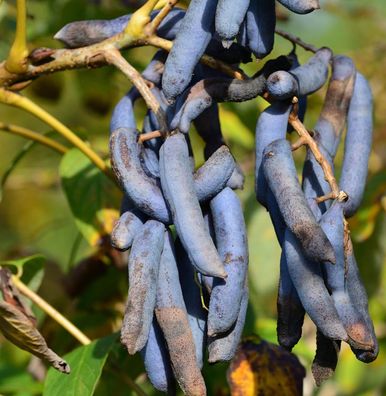 Blaugurkenbaum 80-100cm - Decaisnea fargesii