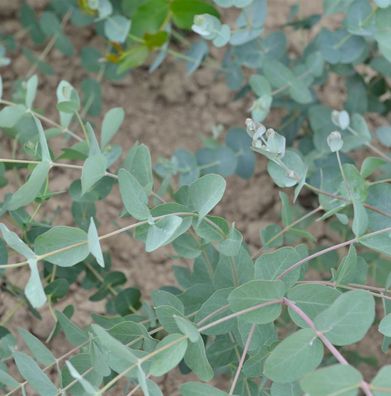 Tasmanischer Eukalyptus Silver Dollar 80-100cm - Eucalyptus gunnii