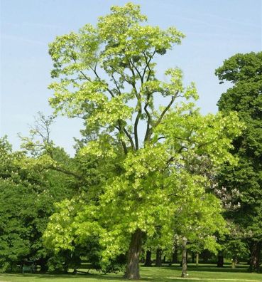 Gold Robinie 125-150cm - Robinia pseudoacacia