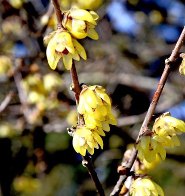 Chinesische Winterblüte 80-100cm - Chimonanthus praecox