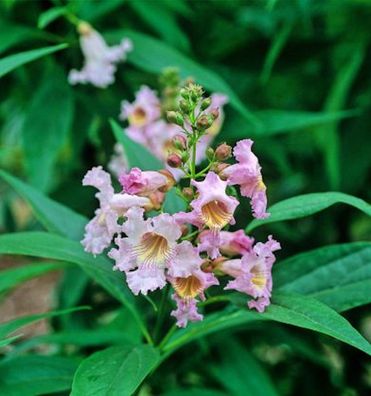 Schmalblättriger Trompetenbaum Summer Bells 80-100cm - Chitalpa tashkentensis