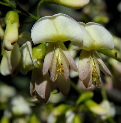 Japanische Schnurbaum 125-150cm - Sophora japonica