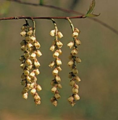 Früher Perlschweif 100-125cm - Stachyurus praecox