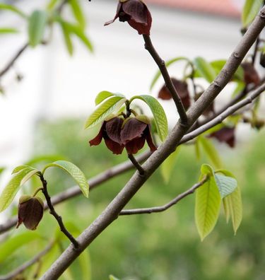 Indianerbanane 80-100cm - Asimina triloba