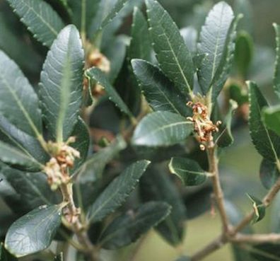 Breitblättrige Steinlinde 100-125cm - Phillyrea latifolia