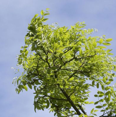 Schnurbaum Regent 100-125cm - Styphnolobium japonicum