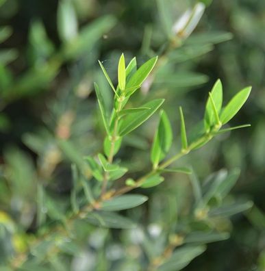 Immergrüne Schmalblättrige Steinlinde 100-125cm - Phillyrea angustifolia