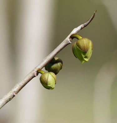 Indianerbanane Sunnflower 100-125cm - Asimina triloba