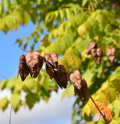 Rispiger Blasenbaum 125-150cm - Koelreuteria paniculata