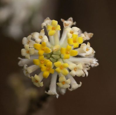 Japanischer Papierbusch Winter Liebe 80-100cm - Edgeworthia chrysantha