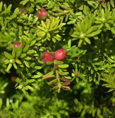 Schnee Steineibe 25-30cm - Podocarpus nivalis