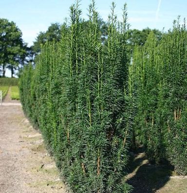 Säuleneibe Sibirica 25-30cm - Taxus baccata