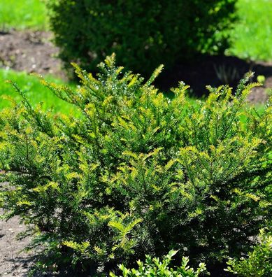 Eibe Renkes Kleiner Grüner® 30-40cm - Taxus baccata