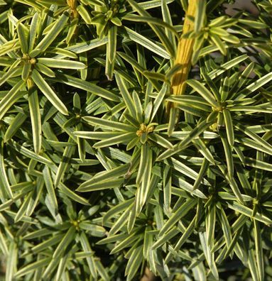 Gelbe Adlerschwingen Eibe 30-40cm - Taxus baccata Aureovariegata
