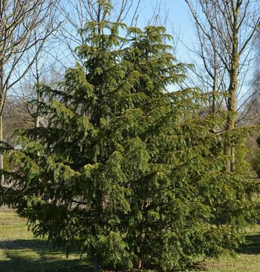 Grüne Adlerschwingeneibe 30-40cm - Taxus baccata Dovastoniana