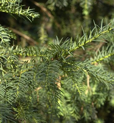 Heimische Eibe Erwin 20-25cm - Taxus baccata