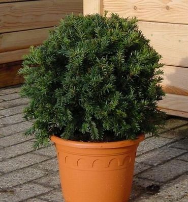 Kugelschnitt Dunkle Straucheibe Schwarzgrün 25-30cm - Taxus baccata