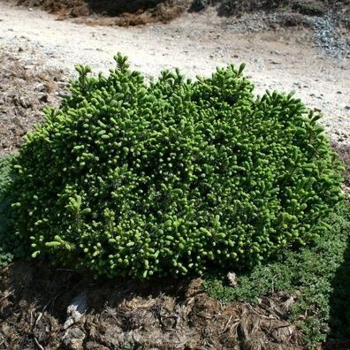 Blaue Igelfichte 20-25cm - Picea glauca